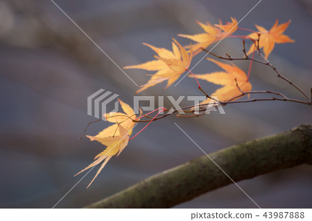 Tottori Four seasons walk Winter Autumn leaves Tottori Four seasons walk Winter Autumn leaves 43987888