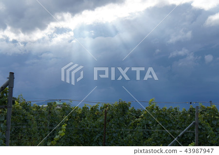 Cloud light Angel forceps Cloud light Angel forceps 43987947