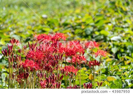 Copy space of full bloom cluster amaryllis and blue sky Copy space of full bloom cluster amaryllis and blue sky 43987950
