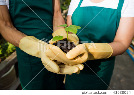 Plant sprout Plant sprout 43988034