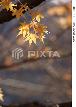 Tottori Four seasons walk Winter Autumn leaves Tottori Four seasons walk Winter Autumn leaves 43988049