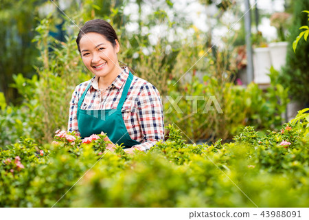 Gardening woman Gardening woman 43988091
