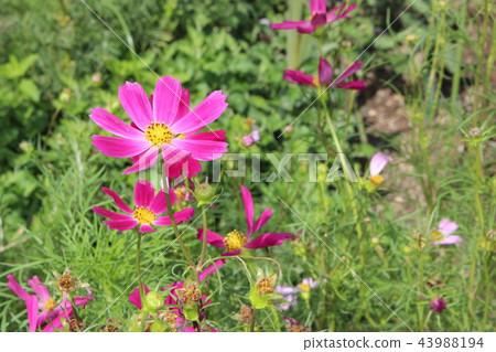 波斯菊秋櫻 波斯菊秋櫻 43988194