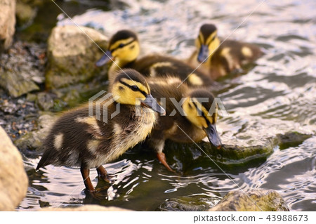 Beautiful young duck on the surface of a pond.  43988673