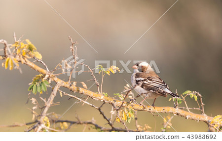 White Browed Weaver (Plocepasser mahali) White Browed Weaver (Plocepasser mahali) 43988692