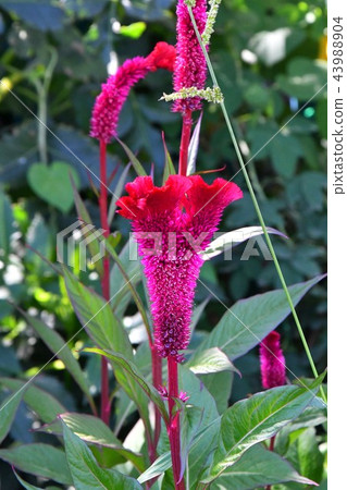 Amaranth flower in the summer garden Amaranth flower in the summer garden 43988904
