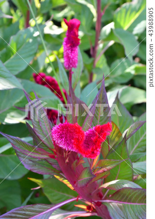 Amaranth flower in the summer garden Amaranth flower in the summer garden 43988905