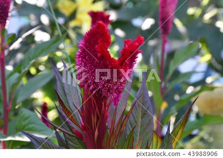 Amaranth flower in the summer garden 43988906