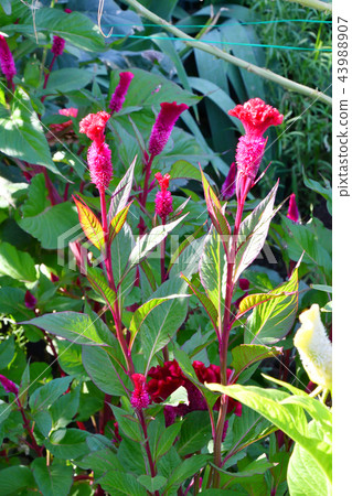 Amaranth flower in the summer garden Amaranth flower in the summer garden 43988907