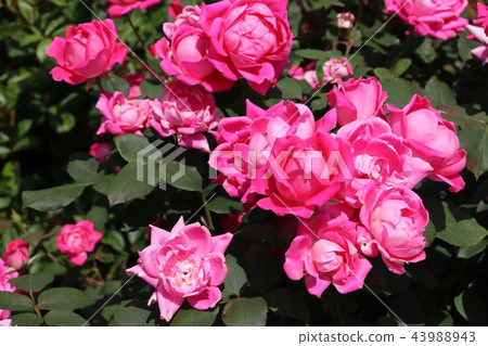 Rose pomponella Pomponella Rose pomponella Pomponella 43988943
