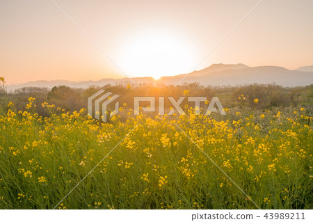 Beautiful Yellow flowers blossoming in  sun rise, 43989211