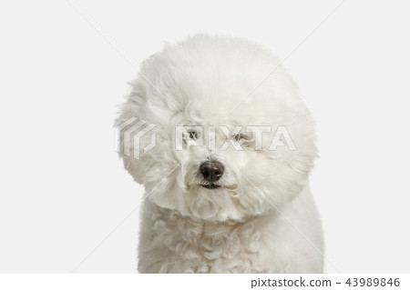 A dog of Bichon frize breed isolated on white color A dog of Bichon frize breed isolated on white color 43989846