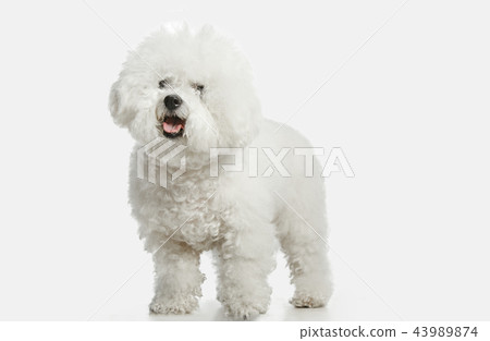 A dog of Bichon frize breed isolated on white color A dog of Bichon frize breed isolated on white color 43989874