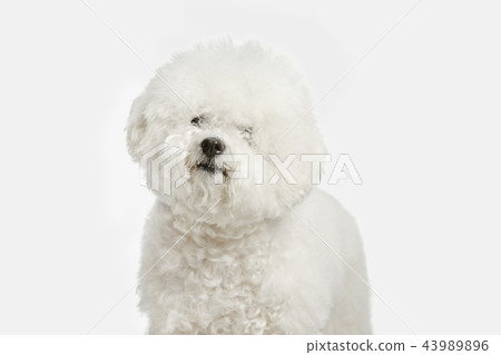 A dog of Bichon frize breed isolated on white color A dog of Bichon frize breed isolated on white color 43989896