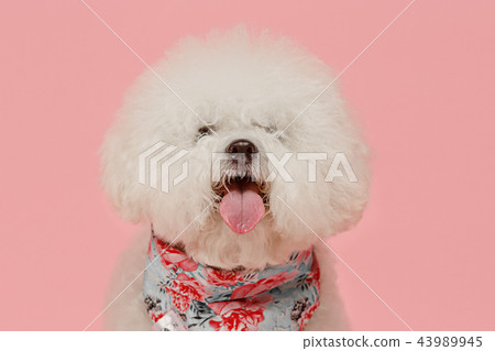A dog of Bichon frize breed isolated on pink color A dog of Bichon frize breed isolated on pink color 43989945