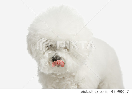 A dog of Bichon frize breed isolated on white color A dog of Bichon frize breed isolated on white color 43990037