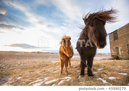 Horses in the mountains in Iceland 43990270