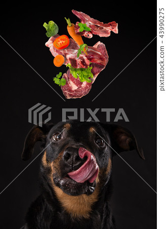 barf rottweiler