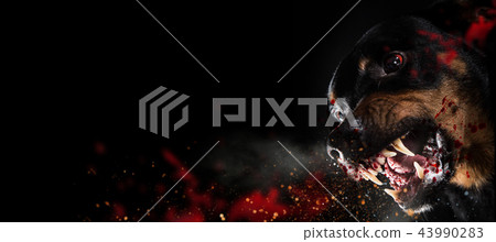 Ferocious Rottweiler barking mad on black background. 43990283
