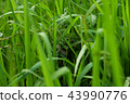 Nest of a garden rat (ball nest) 43990776