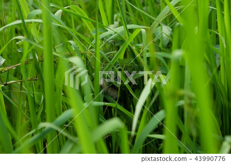 Nest of a garden rat (ball nest) Nest of a garden rat (ball nest) 43990776