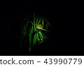 Garden mouse 43990779