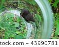 Garden shrew 43990781