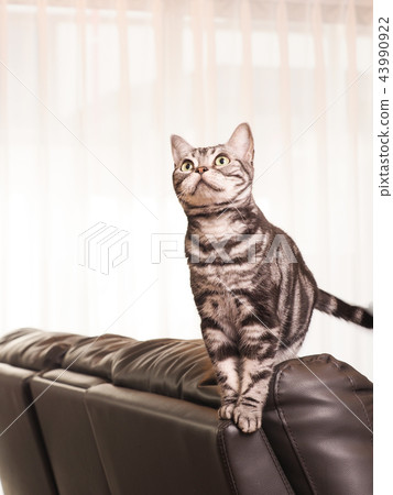 American shorthair kitten on a sofa American shorthair kitten on a sofa 43990922