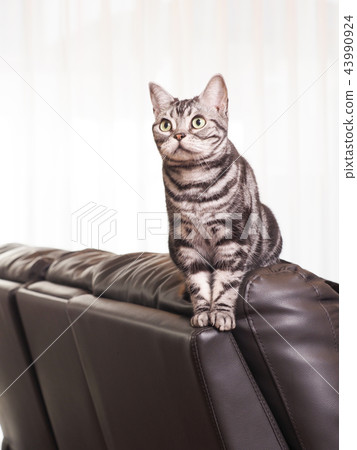 在沙發的美國shorthair小貓 在沙發的美國shorthair小貓 43990924