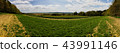 landscape panorama with field and forest 43991146