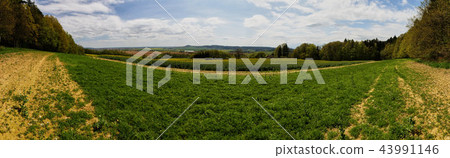 landscape panorama with field and forest 43991146
