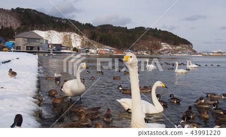 Aomori swans on the Asago coast 43991220