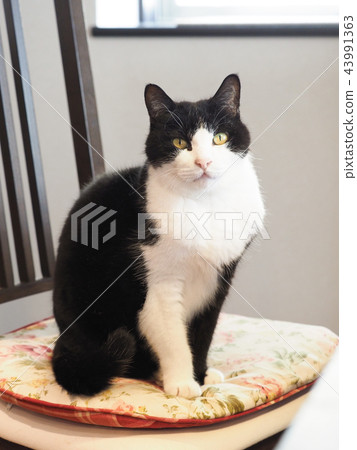 Cat sitting in a chair 43991363