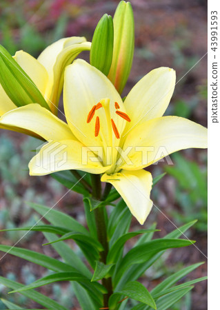 Garden Lily yellow Garden Lily yellow 43991593