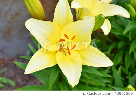 Garden Lily yellow Garden Lily yellow 43991599
