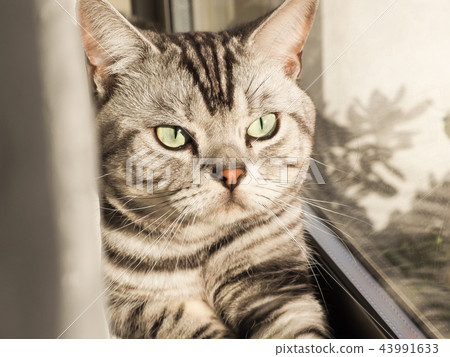 窗台上的美國短髮 43991633