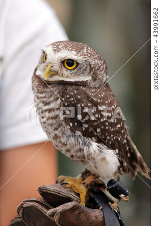 Coquinmehu owl 43991662