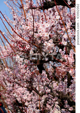 梅花盛開 梅花盛開 43992002