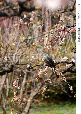 A bird resting on a plum tree A bird resting on a plum tree 43992004