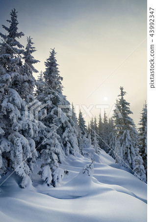 New Year`s landscape New Year`s landscape 43992347
