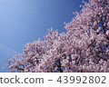  Cherry blossoms and blue sky 43992802