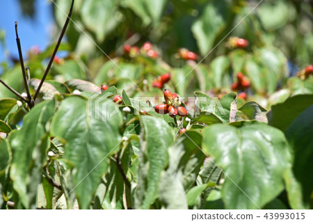  山茱萸果 43993015