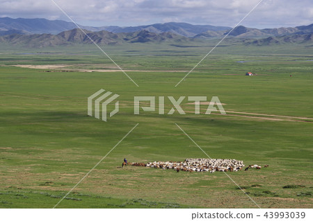 Nomadic chasing herd of livestock 43993039
