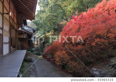 靖國神社的Dodantsuji 43993319