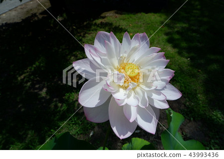 Lotus (white) Lotus (white) 43993436