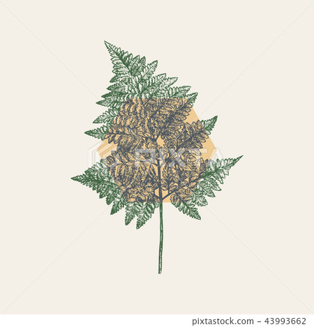Green leatherleaf fern, hand draw vector. Green leatherleaf fern, hand draw vector. 43993662