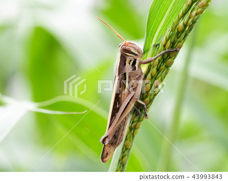 Patanga japonica Patanga japonica 43993843