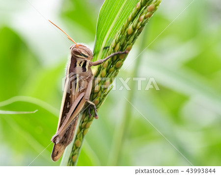 Patanga japonica Patanga japonica 43993844