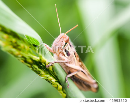 Patanga japonica 43993850