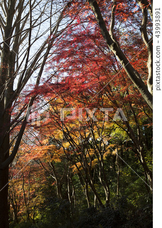 Autumn leaves in the Kamakura Alps Autumn leaves in the Kamakura Alps 43993891
